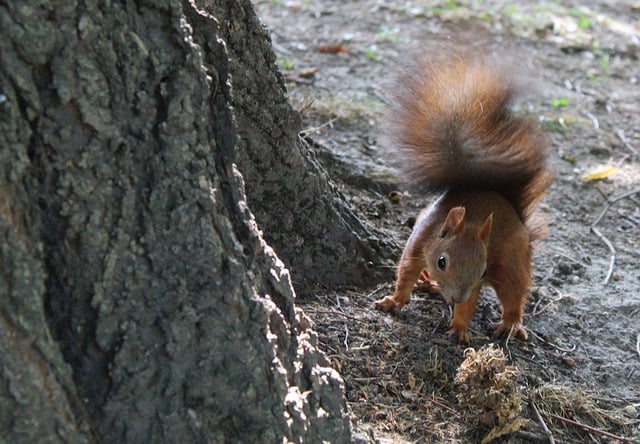 Descargue gratis la imagen gratuita de ardilla animal naturaleza roedor para editar con el editor de imágenes en línea gratuito GIMP