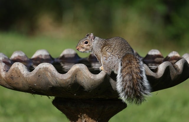 Free download squirrel animal nature wildlife free picture to be edited with GIMP free online image editor