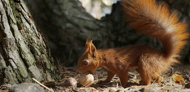 Free download squirrel animal nut eat rodent free picture to be edited with GIMP free online image editor