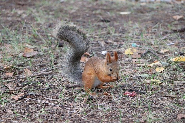 Free picture Squirrel Animal Park -  to be edited by GIMP free image editor by OffiDocs