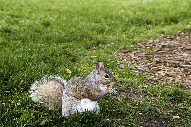 Scarica gratuitamente l'immagine gratuita della fauna del parco degli animali dello scoiattolo da modificare con l'editor di immagini online gratuito GIMP