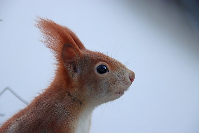 Free download squirrel animal rodent ears winter free picture to be edited with GIMP free online image editor