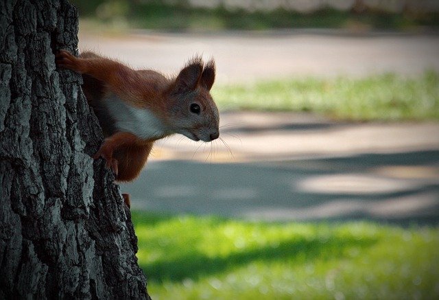 Free picture Squirrel Animal Rodent Forest -  to be edited by GIMP free image editor by OffiDocs