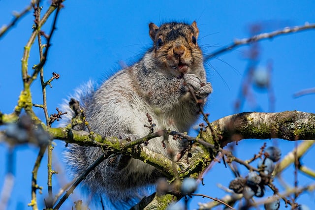 Kostenloser Download von Eichhörnchen, Tier, Nagetier, Säugetier, kostenloses Bild, das mit dem kostenlosen Online-Bildeditor GIMP bearbeitet werden kann