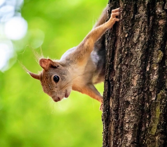 Free download squirrel animal rodent nature free picture to be edited with GIMP free online image editor