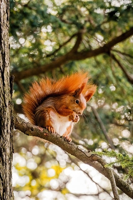 Unduh gratis gambar gratis pohon alam hewan pengerat tupai untuk diedit dengan editor gambar online gratis GIMP