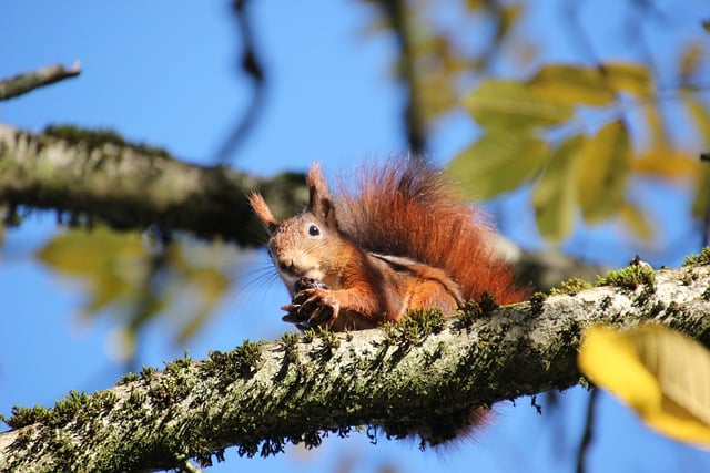 Free download squirrel animal rodent nut tree free picture to be edited with GIMP free online image editor