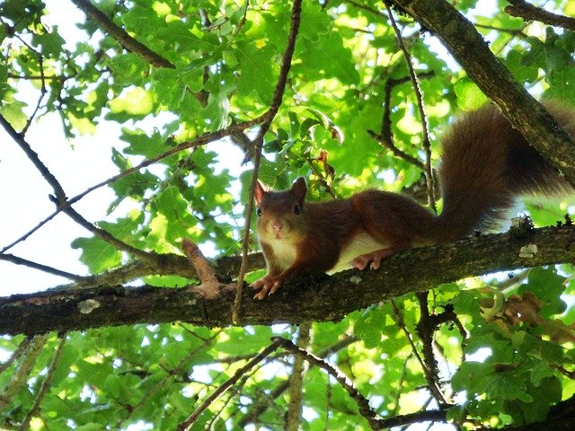 Free download Squirrel Animal Rodents -  free photo or picture to be edited with GIMP online image editor