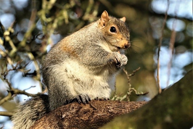 ດາວໂຫຼດຟຣີ squirrel animal rodent wildlife free picture to be edited with GIMP free online image editor