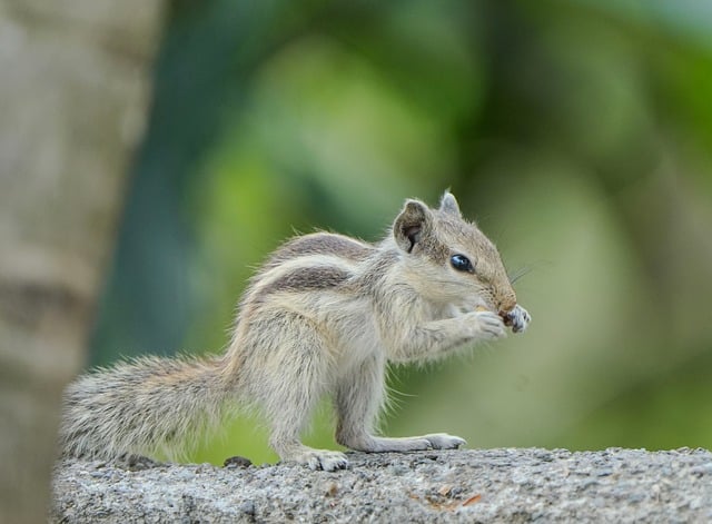 Free download squirrel animal rodent wildlife free picture to be edited with GIMP free online image editor