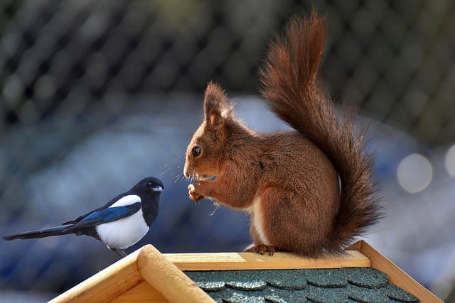 Free download squirrel animals magpie rodent free picture to be edited with GIMP free online image editor