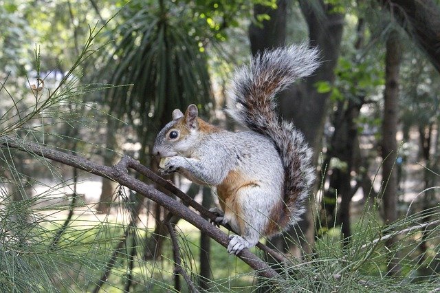 Unduh gratis Squirrel Animals Nature - foto atau gambar gratis untuk diedit dengan editor gambar online GIMP