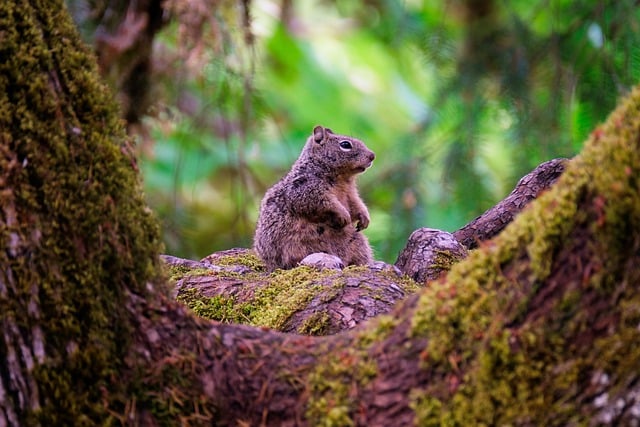 Free download squirrel animal tree rest rodent free picture to be edited with GIMP free online image editor