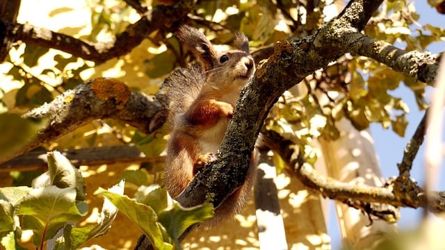 Free download squirrel animal wildlife fauna free picture to be edited with GIMP free online image editor