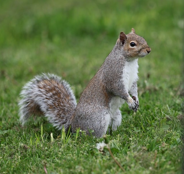Free download squirrel animal wildlife grass free picture to be edited with GIMP free online image editor