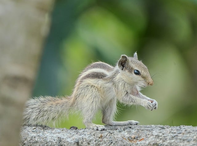Free download squirrel animal wildlife nature free picture to be edited with GIMP free online image editor
