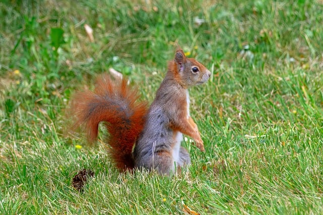 Free download squirrel animal wildlife rodent free picture to be edited with GIMP free online image editor