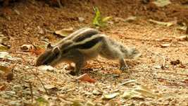 Free download Squirrel Baby -  free video to be edited with OpenShot online video editor