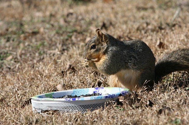 Free download Squirrel Backyard -  free photo or picture to be edited with GIMP online image editor