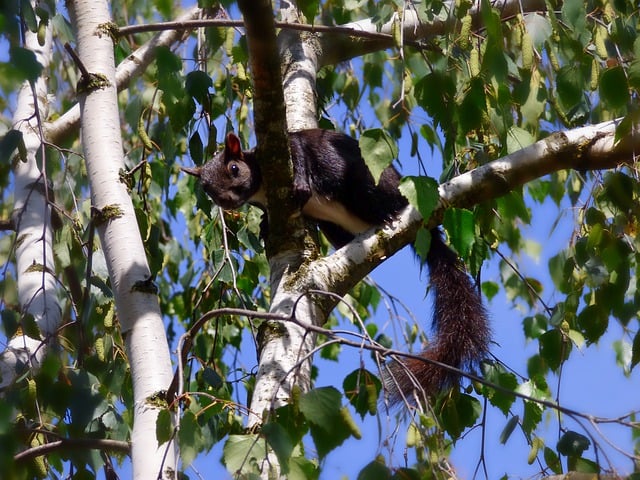 Free download squirrel birch tree wildlife rodent free picture to be edited with GIMP free online image editor