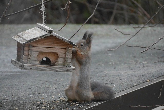 Free download Squirrel Birdhouse Hungry -  free photo or picture to be edited with GIMP online image editor
