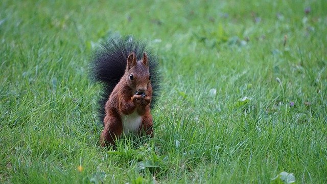 Muat turun percuma Squirrel Brown Grape - foto atau gambar percuma untuk diedit dengan editor imej dalam talian GIMP