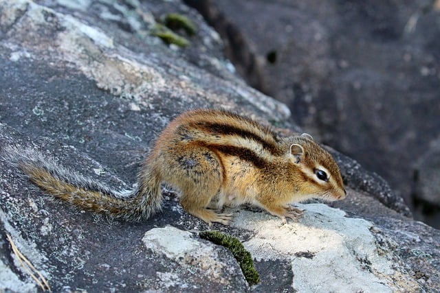 Free download squirrel chipmunk animal mountain free picture to be edited with GIMP free online image editor
