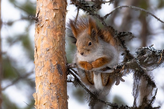 Free download squirrel chipmunk pine forest wood free picture to be edited with GIMP free online image editor