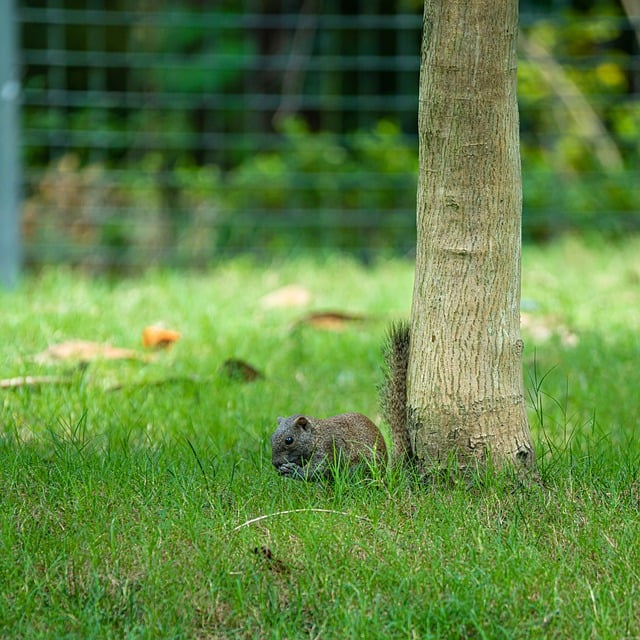 Kostenloser Download Eichhörnchen Streifenhörnchen Nagetier Gras kostenloses Bild, das mit dem kostenlosen Online-Bildeditor GIMP bearbeitet werden kann