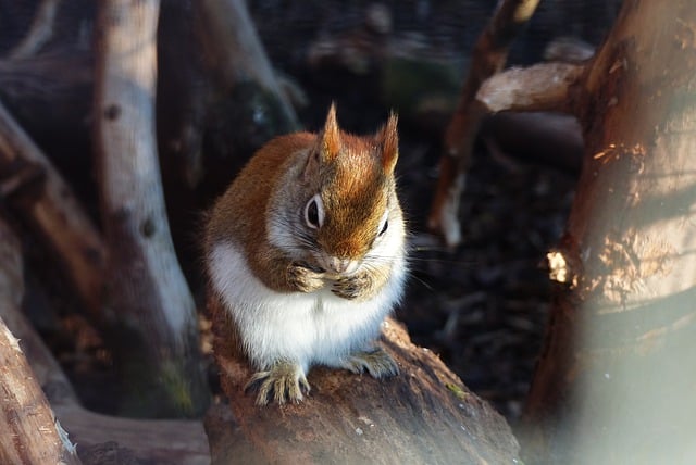 Free download squirrel chipmunk rodent wild tree free picture to be edited with GIMP free online image editor