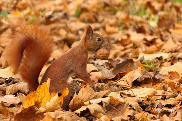 Free download squirrel chipmunk white paw free picture to be edited with GIMP free online image editor