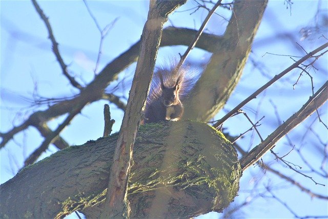 Free download squirrel climb spring free picture to be edited with GIMP free online image editor