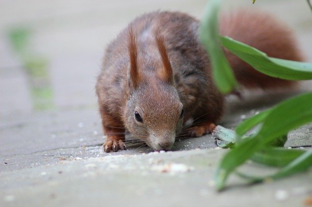 Téléchargement gratuit de Squirrel Creature Nager - photo ou image gratuite à éditer avec l'éditeur d'images en ligne GIMP