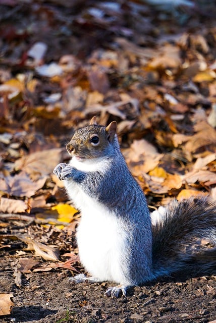 Free download squirrel croissant animal nature free picture to be edited with GIMP free online image editor