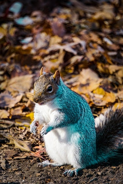 Free download squirrel croissant wildlife free picture to be edited with GIMP free online image editor