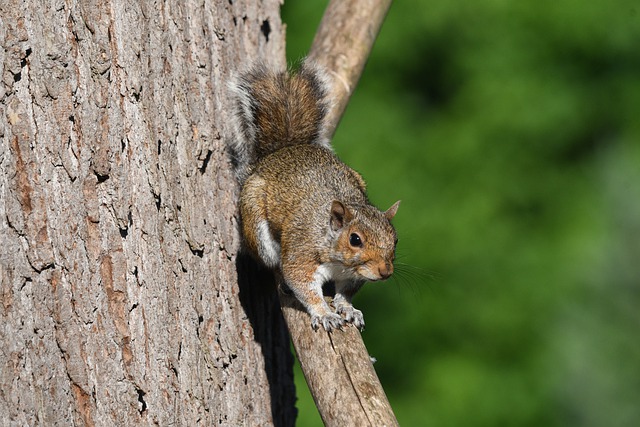 Free download squirrel douglas squirrel mammal free picture to be edited with GIMP free online image editor