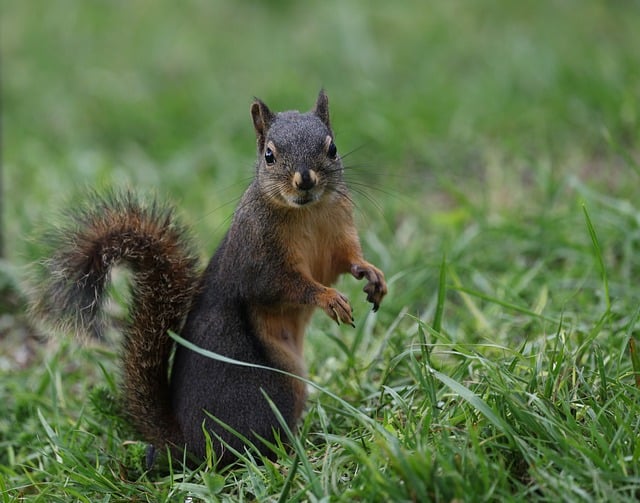 Free download squirrel douglas squirrel nature free picture to be edited with GIMP free online image editor