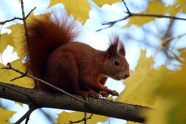 Free download Squirrel Ears Leaves -  free photo or picture to be edited with GIMP online image editor