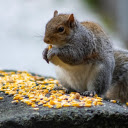 Squirrel Eating Corn  screen for extension Chrome web store in OffiDocs Chromium