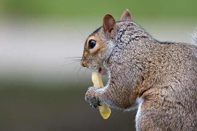 Free download squirrel eating fries french fries free picture to be edited with GIMP free online image editor