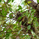 Squirrel eating fruit  screen for extension Chrome web store in OffiDocs Chromium