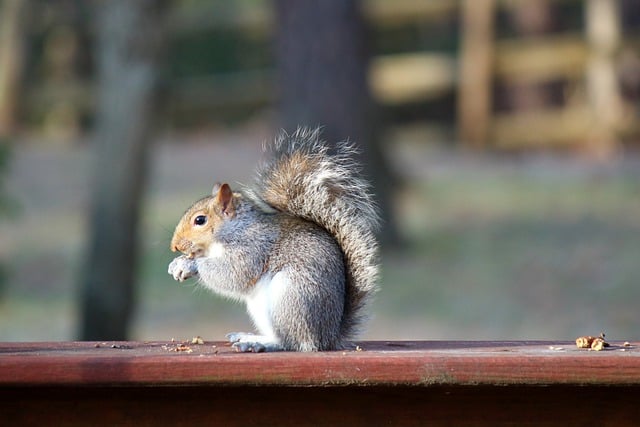 Free download squirrel eating nut animal deck free picture to be edited with GIMP free online image editor