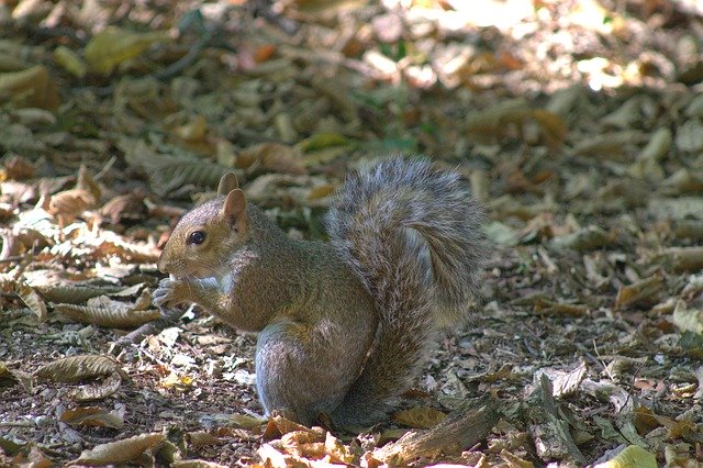 Unduh gratis Squirrel Eat Rodent - foto atau gambar gratis untuk diedit dengan editor gambar online GIMP