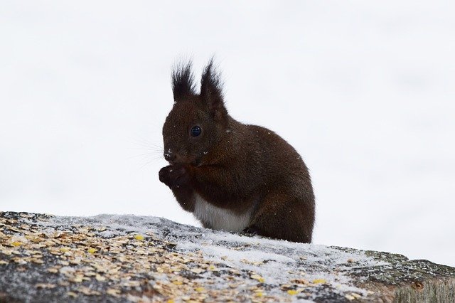 Descarga gratuita Squirrel Eat Switzerland - foto o imagen gratuita para editar con el editor de imágenes en línea GIMP