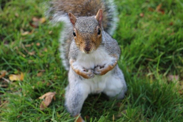 Muat turun percuma Squirrel Edinburgh Botanic Garden - foto atau gambar percuma untuk diedit dengan editor imej dalam talian GIMP