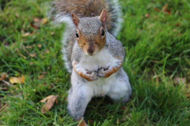 Free download Squirrel Edinburgh Botanic Garden -  free photo or picture to be edited with GIMP online image editor