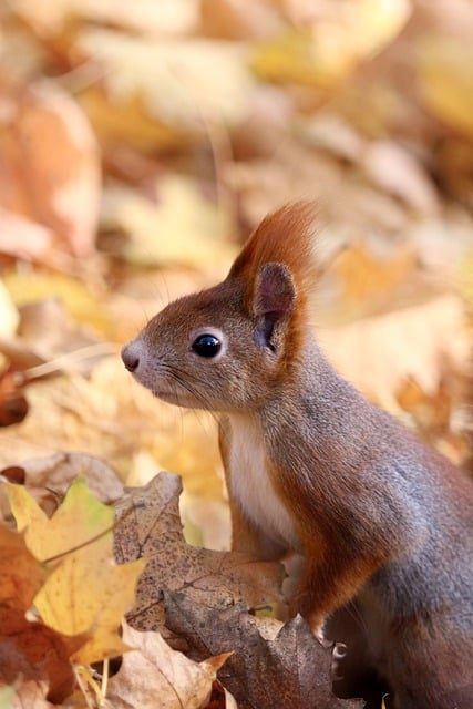 Free download squirrel fall autumn leaves animal free picture to be edited with GIMP free online image editor