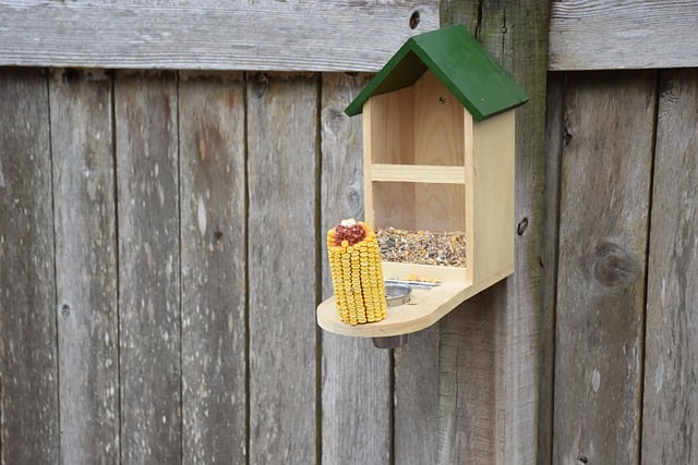 Free download squirrel feeder bird feeder feeder free picture to be edited with GIMP free online image editor