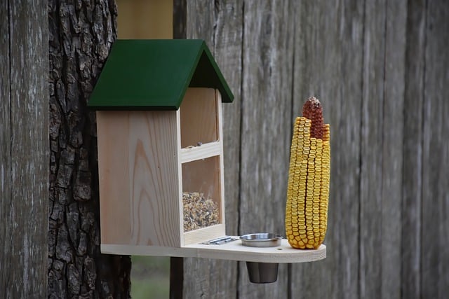 Free download squirrel feeder corn wooden fence free picture to be edited with GIMP free online image editor