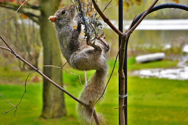 Download grátis Squirrel Female Belly View Sharp - foto ou imagem gratuita a ser editada com o editor de imagens online GIMP